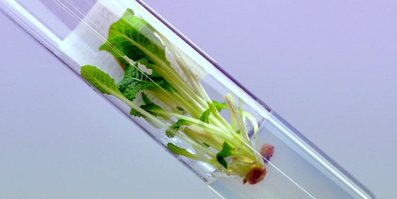 cultivo in vitro del departamento de bioingeniería